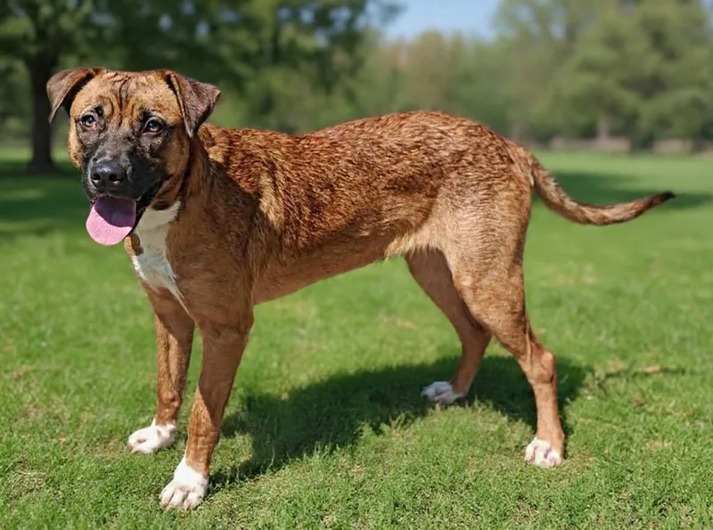 A young medium-sized female German Shepherd Dog dog named Maggie for adoption in Talladega, AL