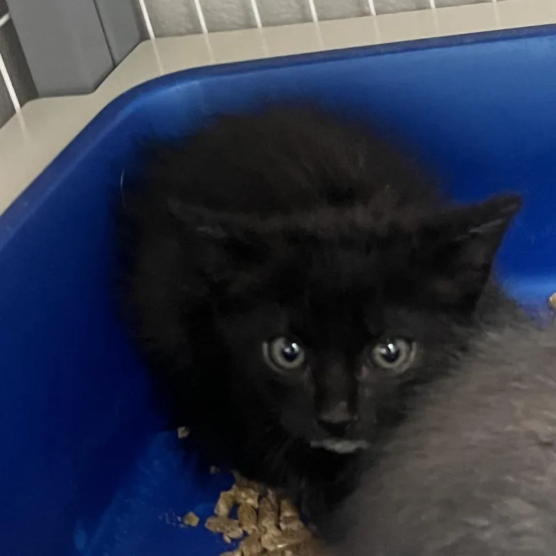 A baby small-sized male Black Domestic Short Hair cat named Twinkle Twinkle Little Star for adoption in Columbiana, AL