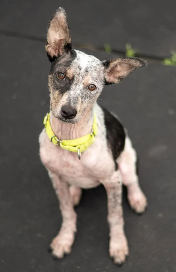 A baby large-sized female Australian Cattle Dog / Blue Heeler dog named Sylvia for adoption in Stratham, NH