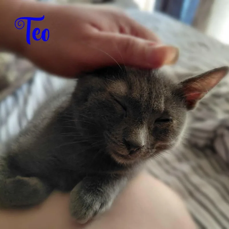 A baby small-sized male Russian Blue cat named Teodoro for adoption in Liverpool, TX