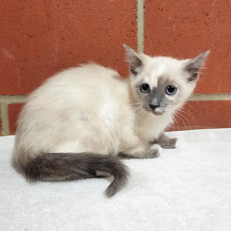 A baby small-sized female Buff / Tan / Fawn Domestic Short Hair cat named Lucille for adoption in Cabot, AR