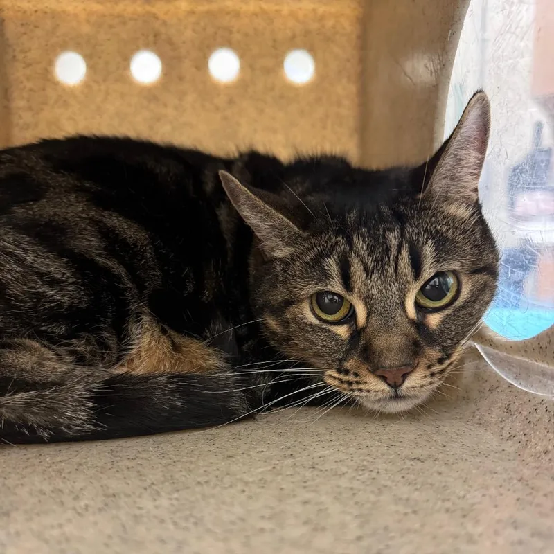 A senior large-sized female Brown / Chocolate Domestic Short Hair cat named Missy for adoption in Reno, NV