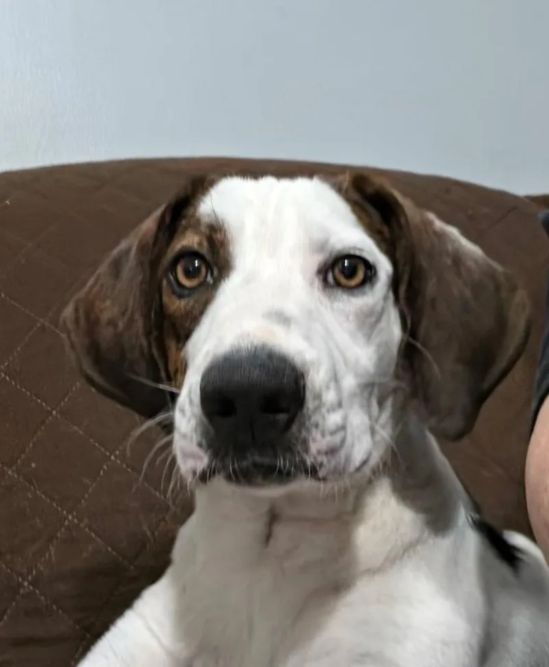 A baby medium-sized male Hound dog named Newt for adoption in Sandusky, OH