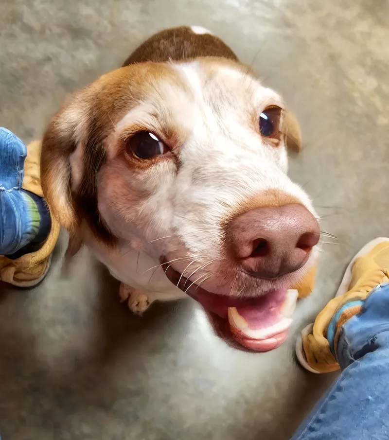 An adult medium-sized male Brown / Chocolate Beagle dog named Oakley for adoption in Onley, VA