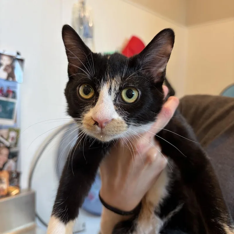 A baby small-sized female Domestic Short Hair cat named Gwen for adoption in Louisville, KY