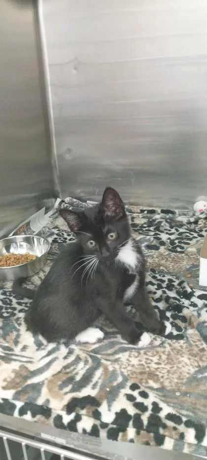 A baby small-sized female Domestic Short Hair cat named Violet for adoption in North Miami Beach, FL