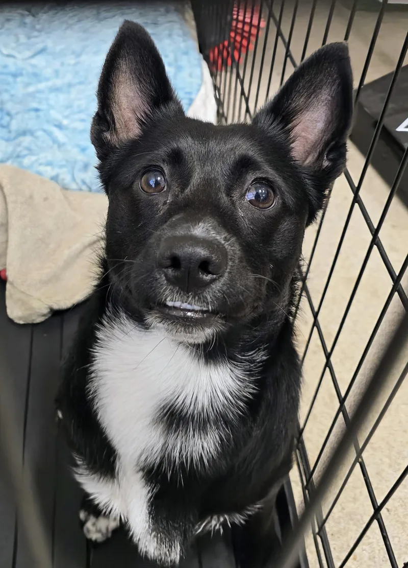 An adult medium-sized male Black Shiba Inu dog named Oso for adoption in Amityville, NY