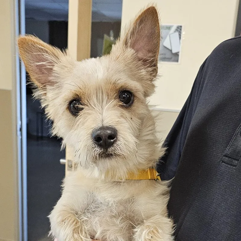 An adult small-sized male Yellow / Tan / Blond / Fawn Terrier dog named Donut for adoption in Sonoma, CA