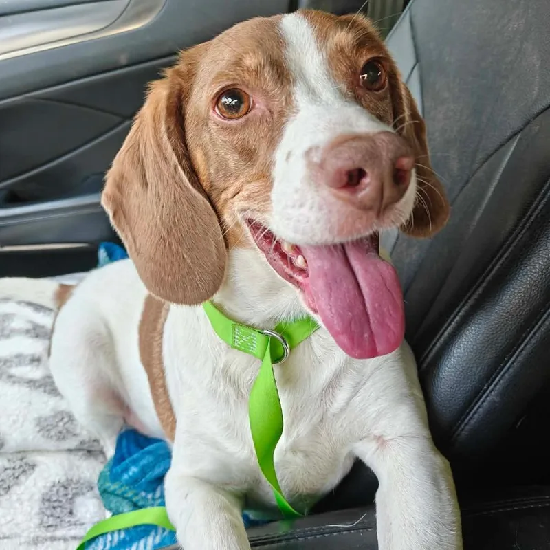 A senior medium-sized male Beagle dog named Petey for adoption in Worcester, MA