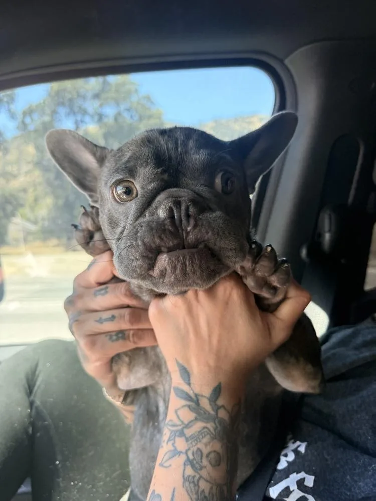 An adult small-sized male French Bulldog dog named Franklin for adoption in ventura, CA