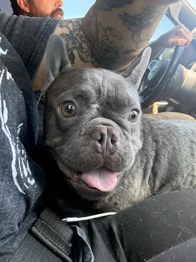 Franklin thumbnail 2