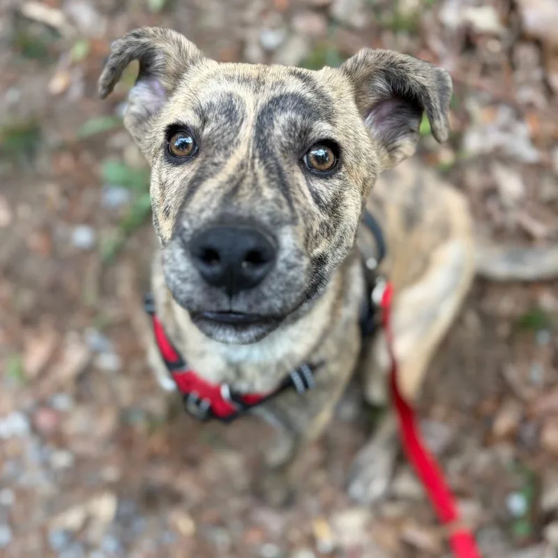 A baby small-sized male Brindle Shepherd dog named Collin for adoption in Parrish, AL