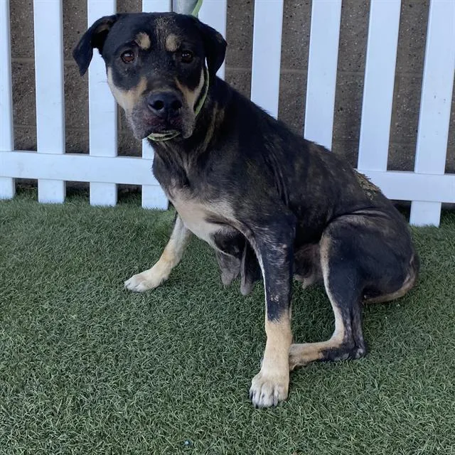 An adult medium-sized female Pit Bull Terrier dog named Sadie for adoption in Modesto, CA