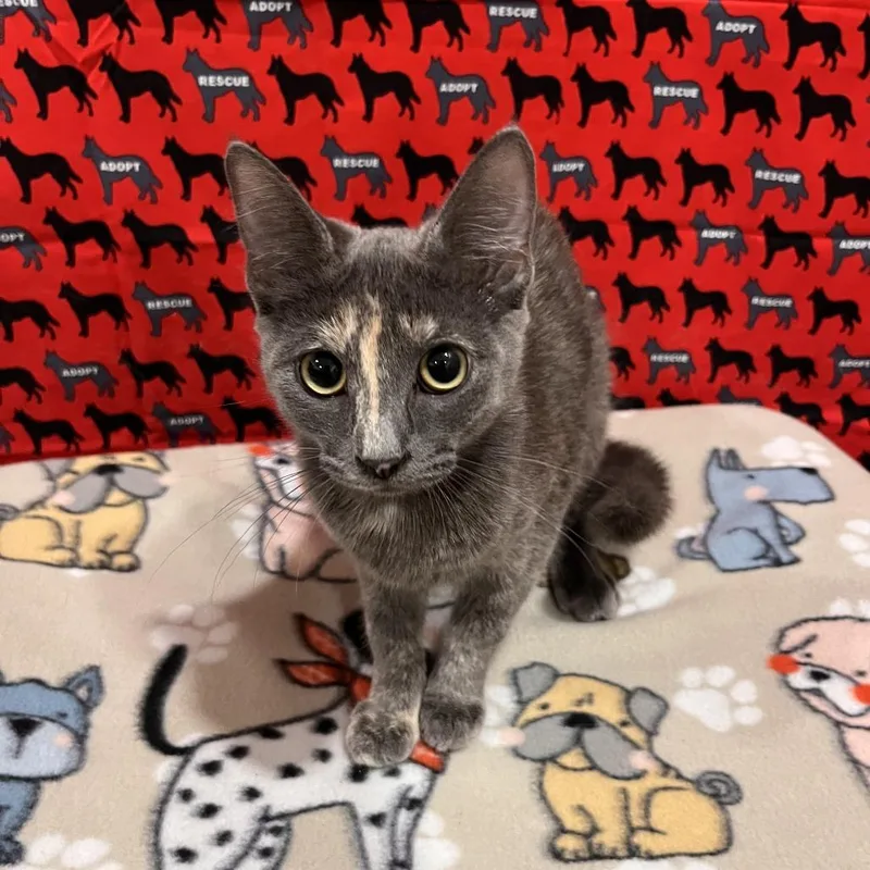 A baby medium-sized female Gray / Blue / Silver Domestic Short Hair cat named Nordstrom for adoption in Washburn, MO