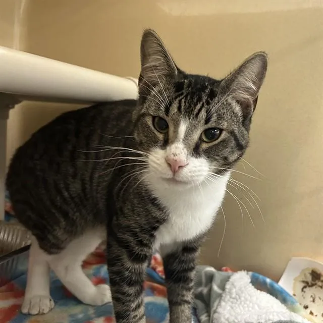 A young medium-sized male Domestic Short Hair cat named Alex for adoption in Lincolnton, NC