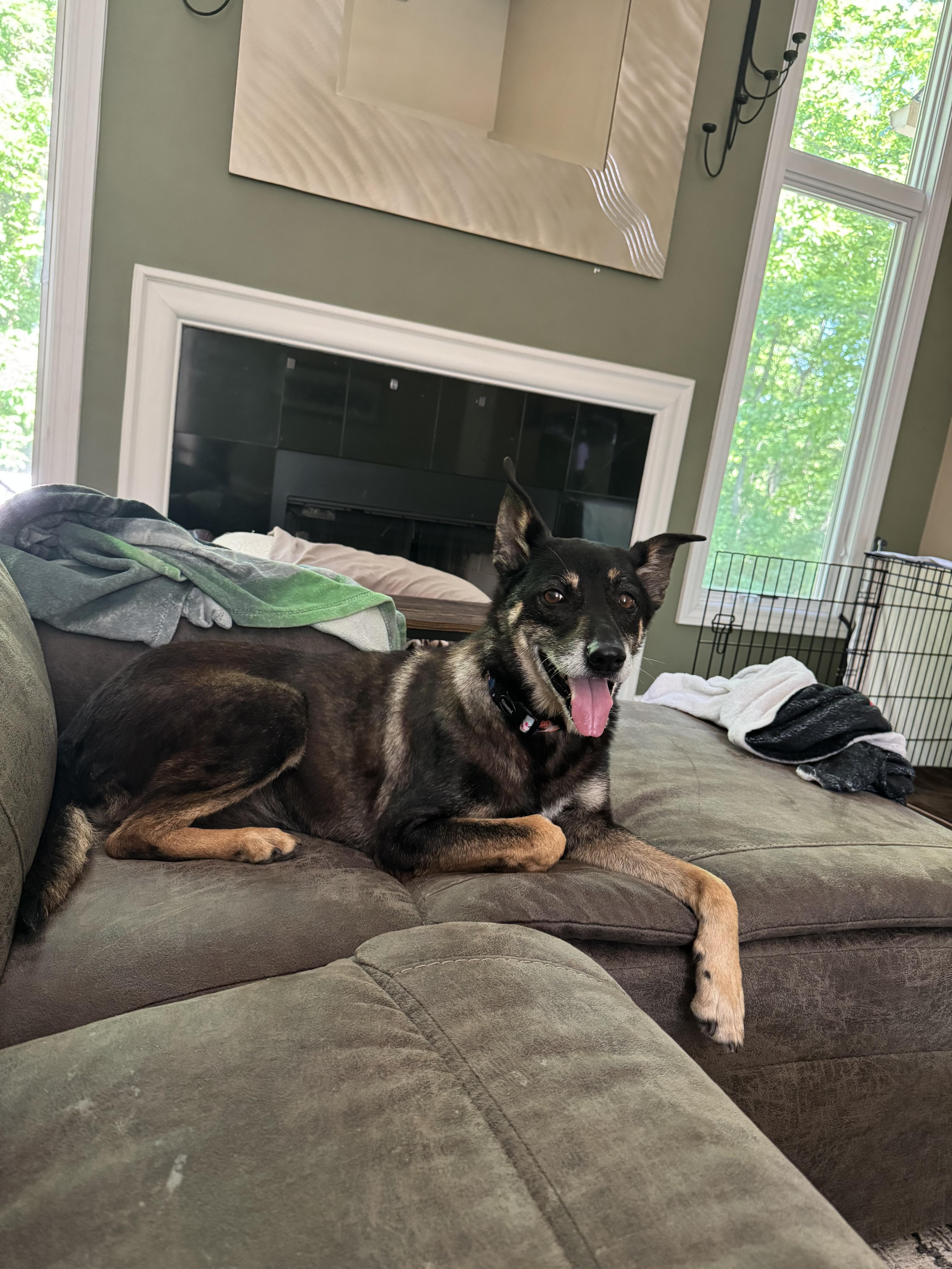 A senior large-sized female German Shepherd Dog dog named Georgia for adoption in St. Clair Shores, MI