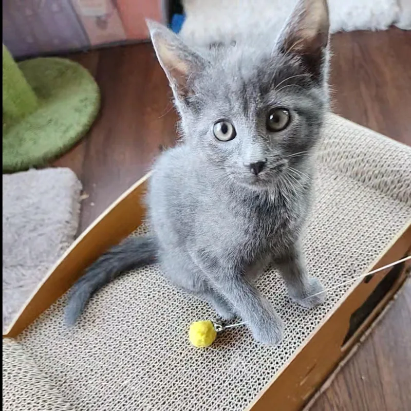 A baby large-sized male Gray / Blue / Silver Russian Blue cat named Toulouse for adoption in Allen, TX