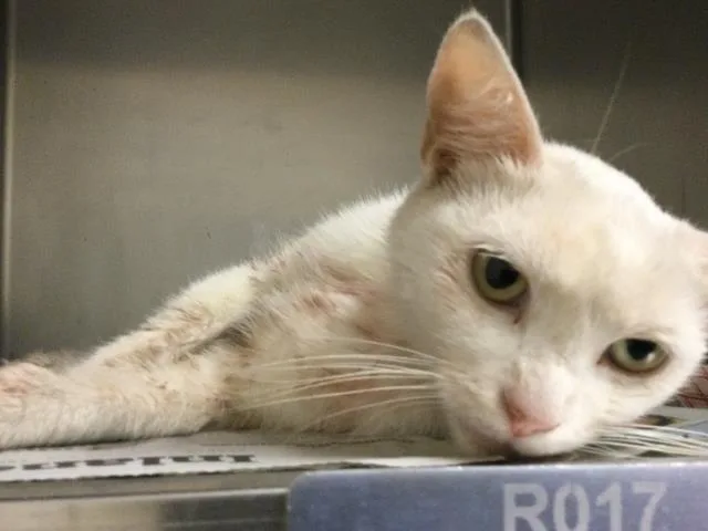 A young small-sized female Domestic Short Hair cat named Cream Puff for adoption in Riverside, CA