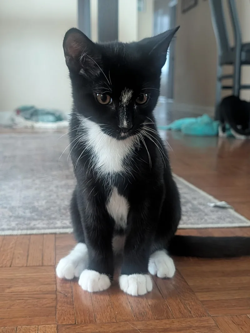 A baby small-sized male Black & White / Tuxedo Domestic Short Hair cat named Eclair for adoption in Spotswood, NJ