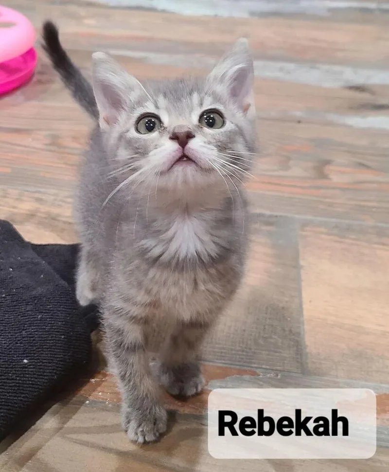 A baby small-sized female Gray / Blue / Silver Domestic Short Hair cat named Rebekah for adoption in Orlando, FL