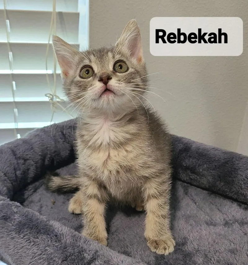 Rebekah thumbnail 4