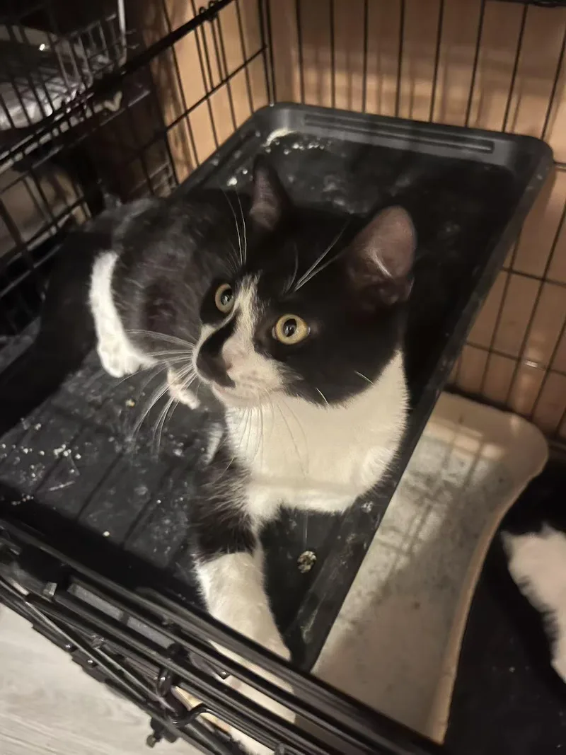 A baby small-sized male Black & White / Tuxedo Tuxedo cat named Don for adoption in Flushing, NY