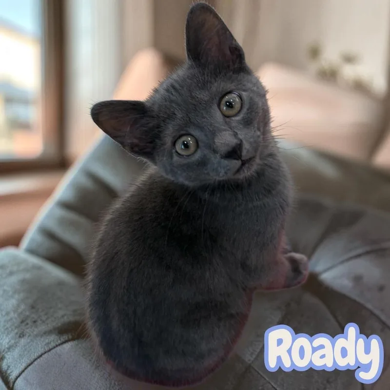 A baby medium-sized male Domestic Short Hair cat named Roady for adoption in Sorrento, LA