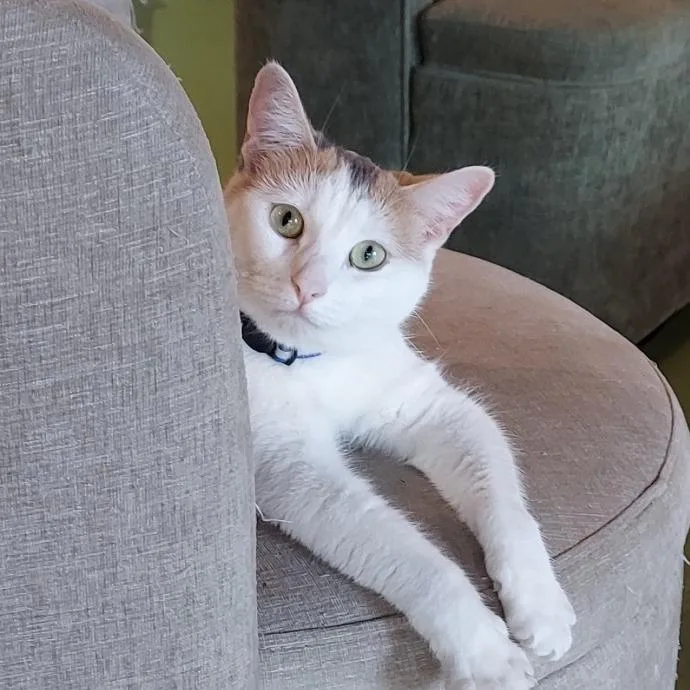 An adult medium-sized female Calico Domestic Short Hair cat named Speedy for adoption in Los Angeles, CA