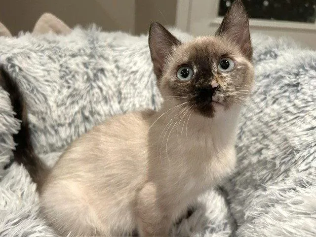 Eliza