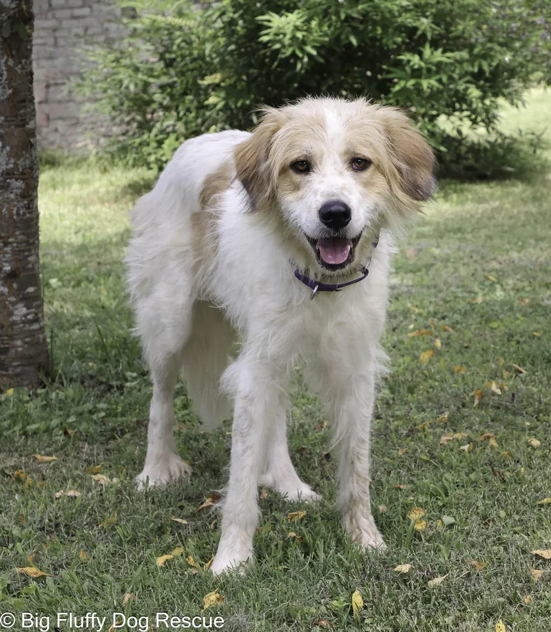 A young large-sized female Apricot / Beige Great Pyrenees dog named Calypso for adoption in Nashville, TN