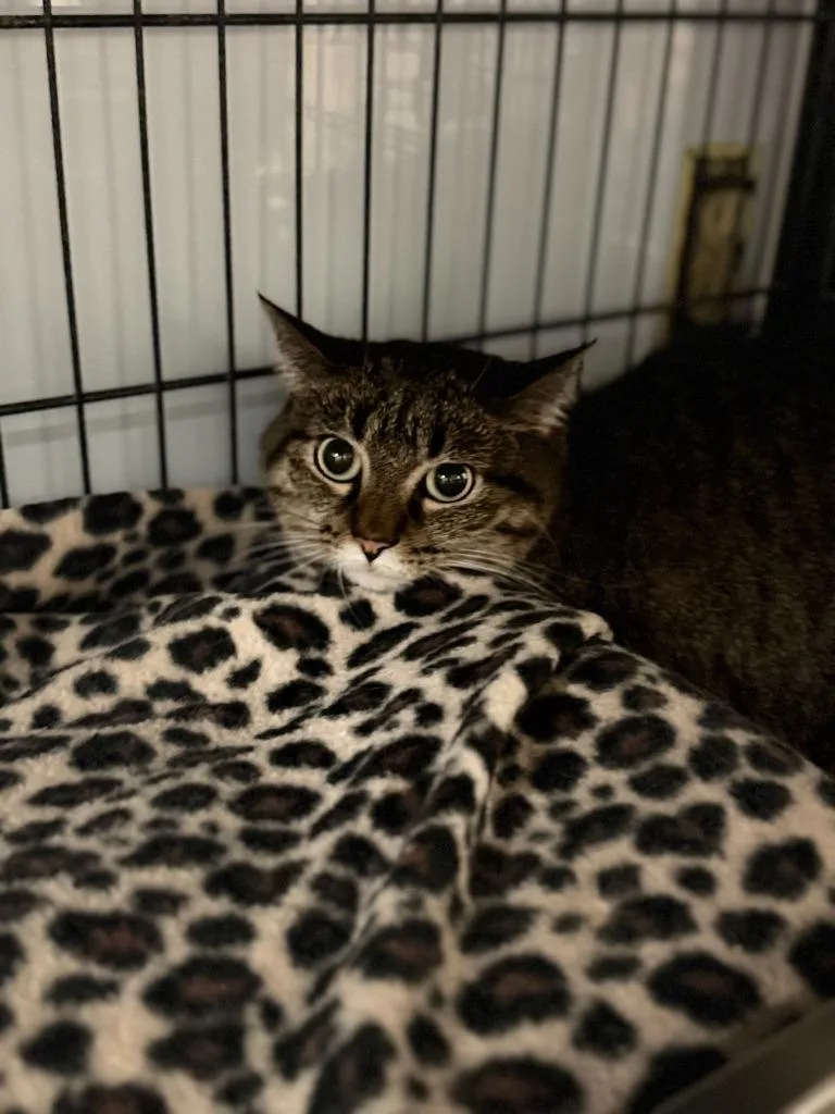 A senior large-sized female Domestic Short Hair cat named Finny for adoption in Algona, IA