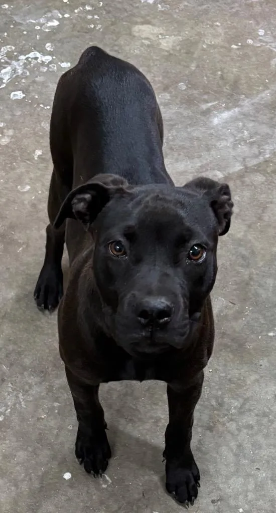 A baby medium-sized female Pit Bull Terrier dog named Sasha for adoption in Swainsboro, GA