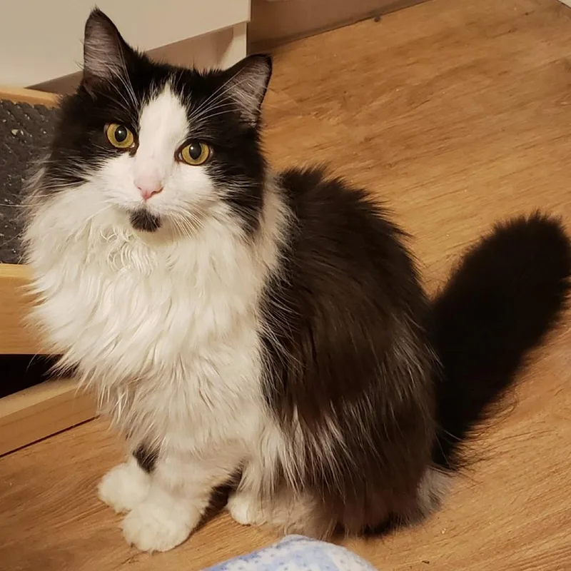 Sylvester thumbnail 2