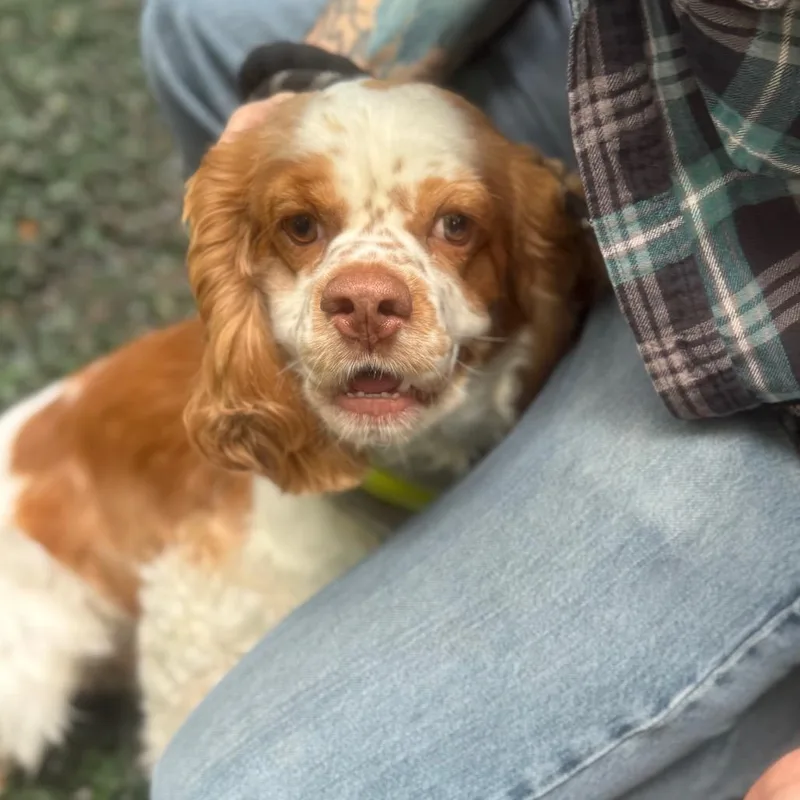 An adult medium-sized male White / Cream Cocker Spaniel dog named Frank for adoption in Decatur, GA