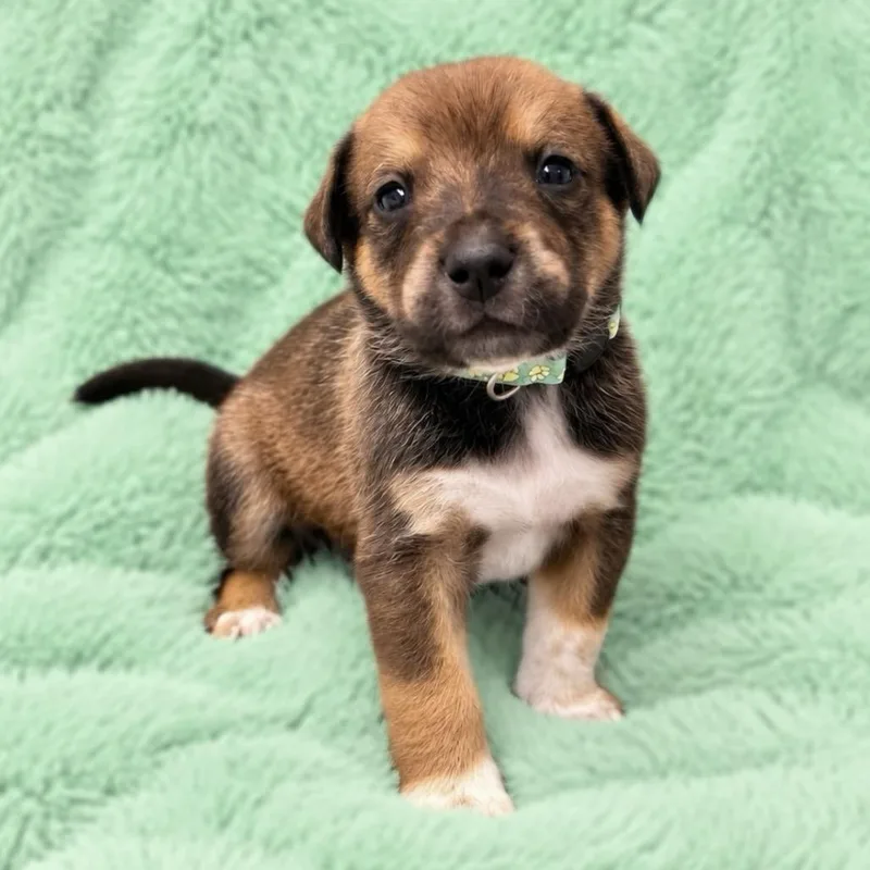 A baby medium-sized male Brown / Chocolate Cattle Dog dog named Alphie for adoption in St. Peters, MO