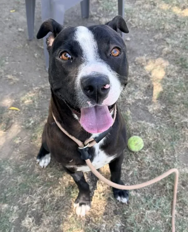 A young large-sized female American Staffordshire Terrier dog named Piper for adoption in Tulare, CA