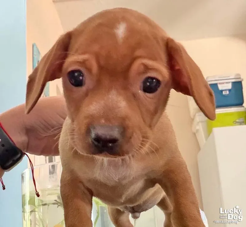 A baby small-sized male Chihuahua dog named Dax for adoption in Washington, DC