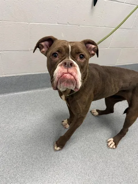 A young large-sized female Boxer dog named Mug for adoption in Indianapolis, IN