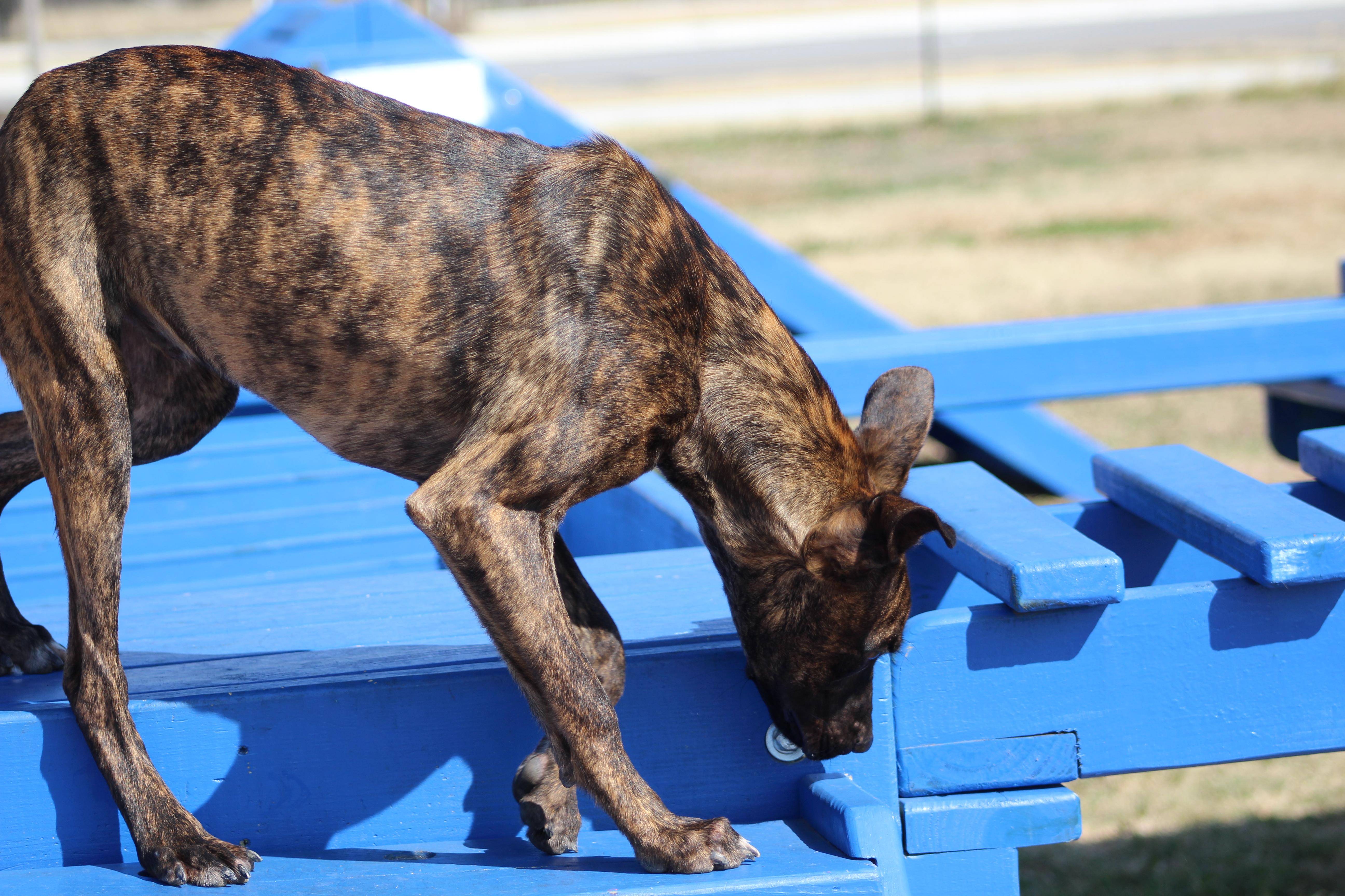 Clarence thumbnail 4