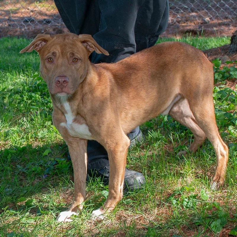 A young medium-sized male Pit Bull Terrier dog named Brownie for adoption in Troy, OH