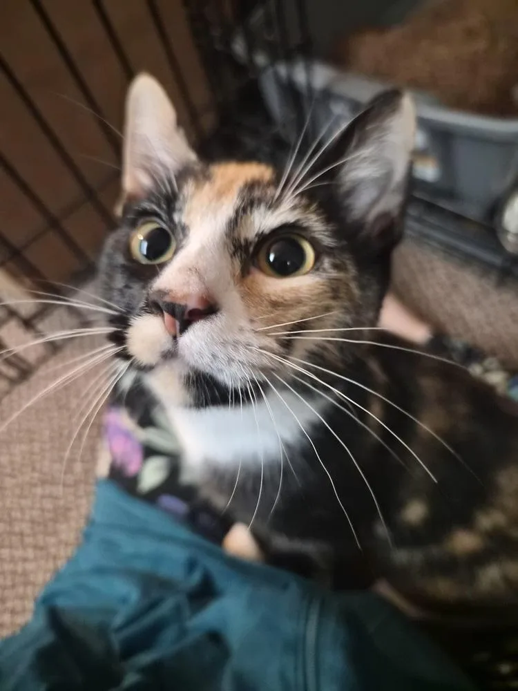A baby small-sized female Domestic Short Hair cat named Nelly for adoption in Patchogue, NY