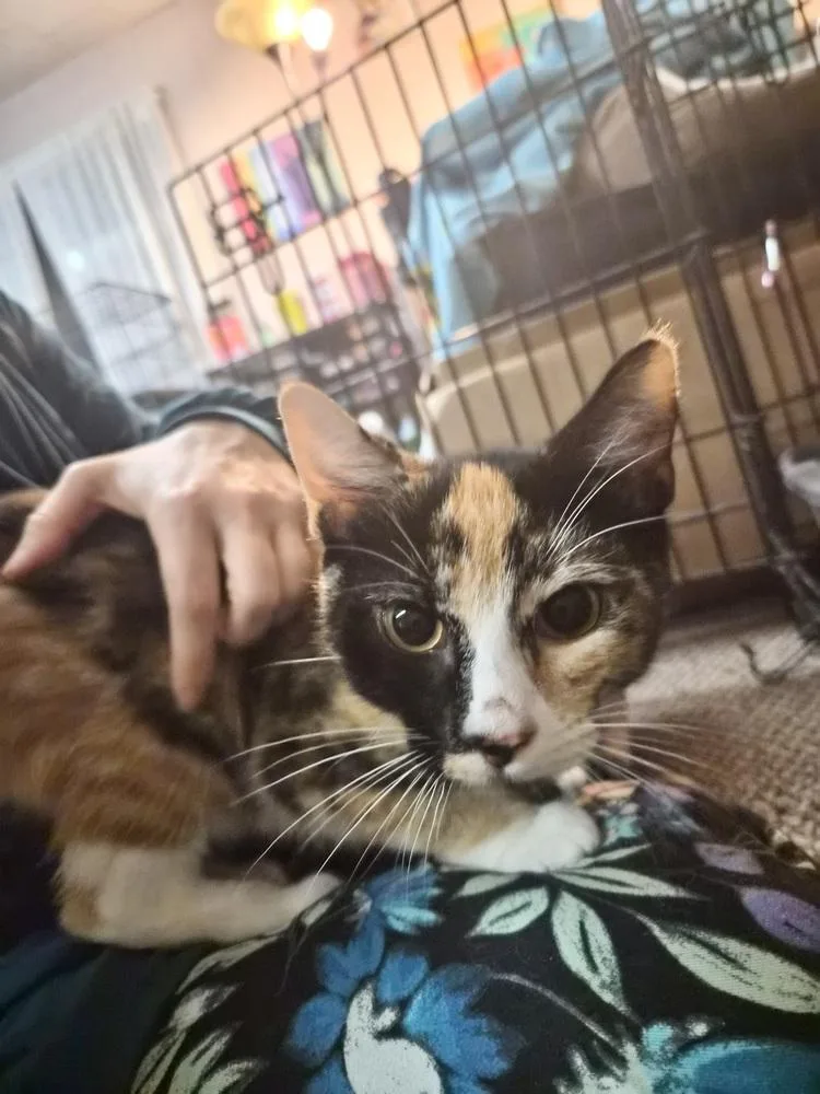 Nelly thumbnail 6