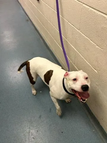 An adult medium-sized female Mixed Breed dog named Sunday Morgan for adoption in West Palm Beach, FL