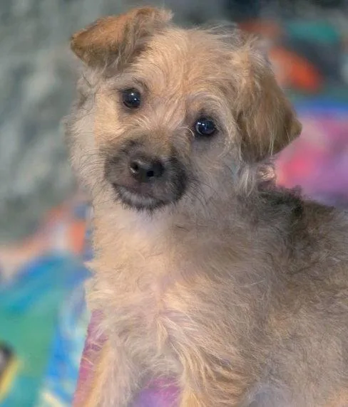 A baby small-sized female Yorkshire Terrier dog named Missy Melon for adoption in Anaheim Hills, CA