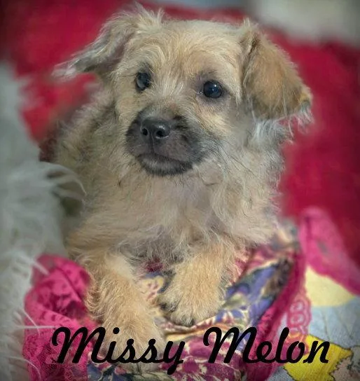 Missy Melon thumbnail 3