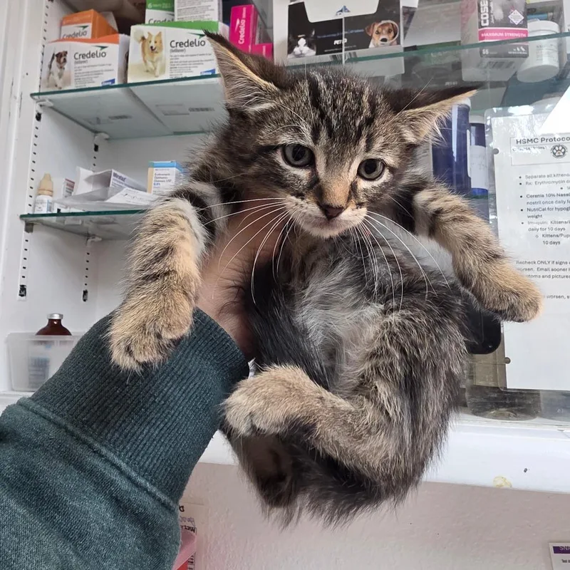 A baby small-sized male Domestic Medium Hair cat named Luca for adoption in Allyn, WA