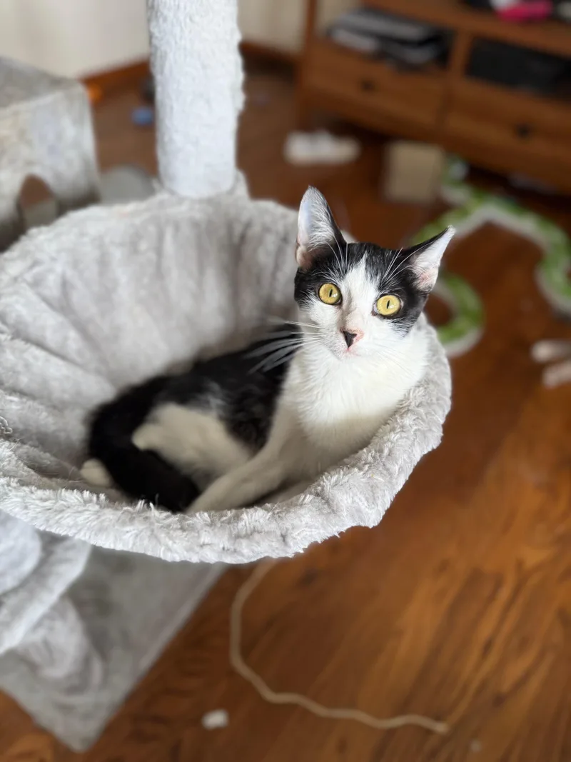 A baby medium-sized female Black & White / Tuxedo Tuxedo cat named Dazzle for adoption in Massillon, OH