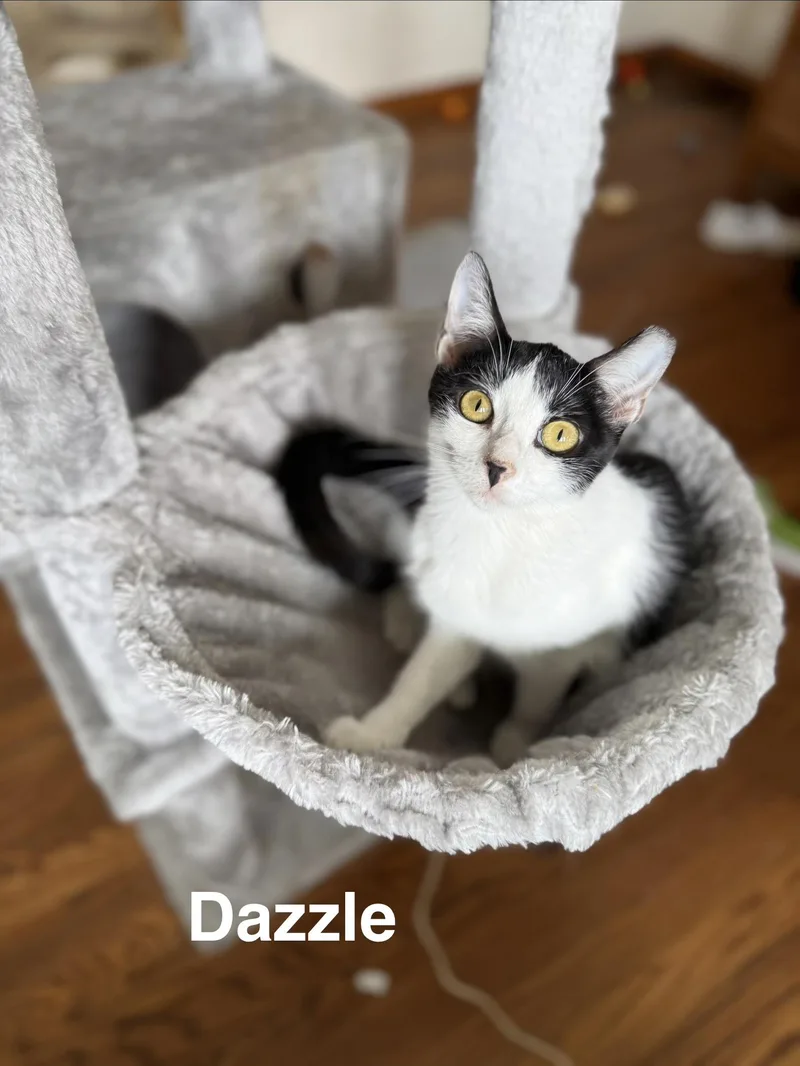 Dazzle thumbnail 3
