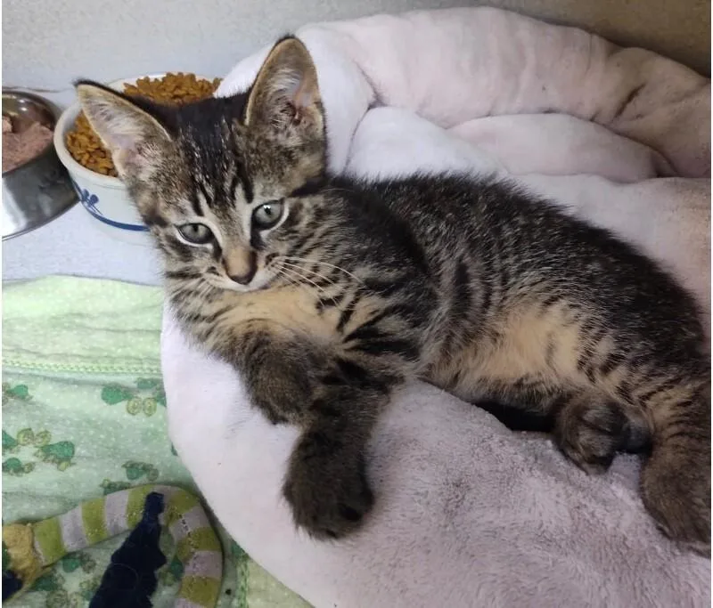 A young small-sized male Tabby (Tiger Striped) Domestic Short Hair cat named Leo for adoption in Osseo, MI