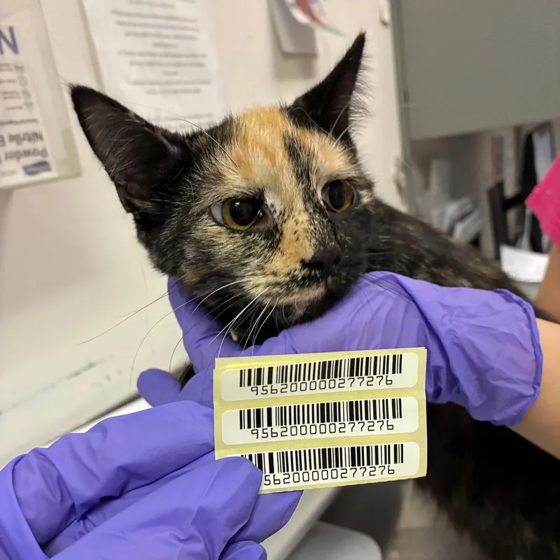 An adult medium-sized female Calico Domestic Medium Hair cat named Hocus for adoption in Charleston, WV